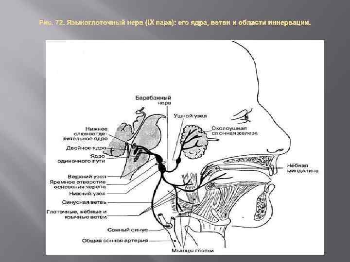 Лицевой языкоглоточный нерв. Языкоглоточный нерв иннервирует. Языкоглоточный нерв локализация ядер. Ветви языкоглоточного нерва схема. Языкоглоточный нерв схема.