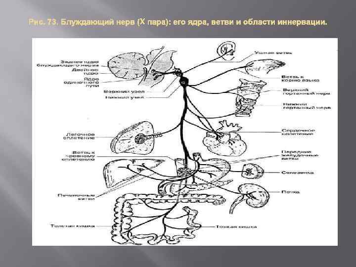 Головной отдел блуждающего нерва. Блуждающий нерв парасимпатическая иннервация. Топография блуждающих нервов схема.