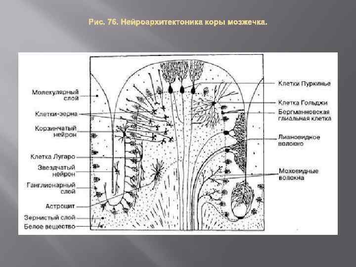 Схема мозжечка гистология