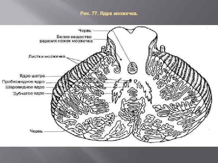 Строение мозжечка рисунок с подписями