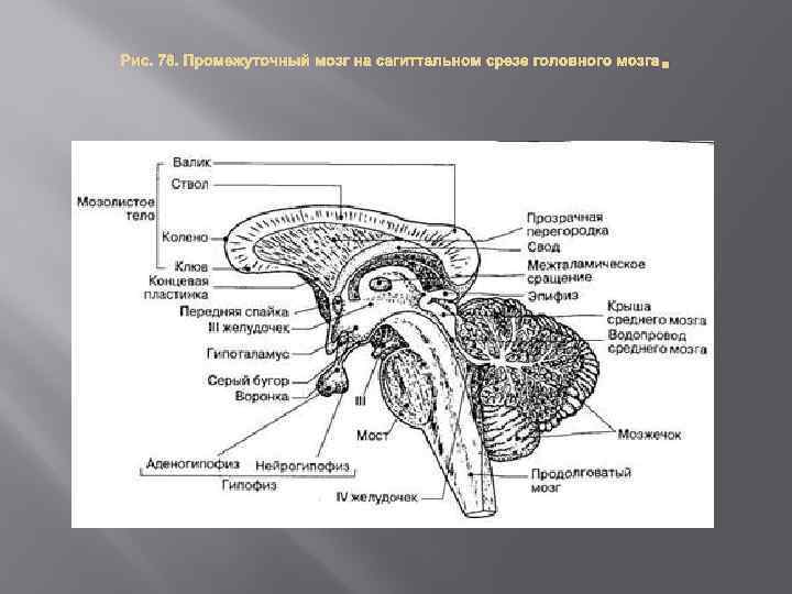 Общий план строения промежуточного мозга