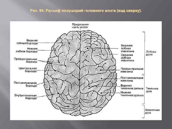 Борозды головного мозга схема