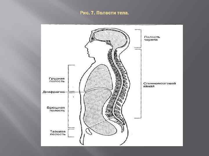 Полости тела человека