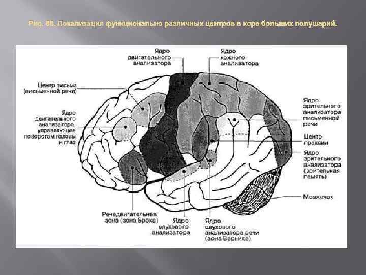 Локализация функций головного. Анализаторы локализация центров в коре головного мозга. Локализация функций в коре полушарий мозга. Корковые центры коры головного мозга. Локализация функций в коре больших полушарий головного мозга схема.