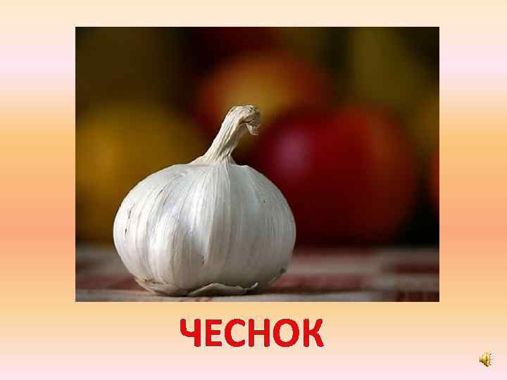 ЧЕСНОК 