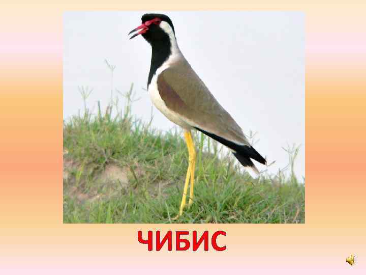 ЧИБИС 