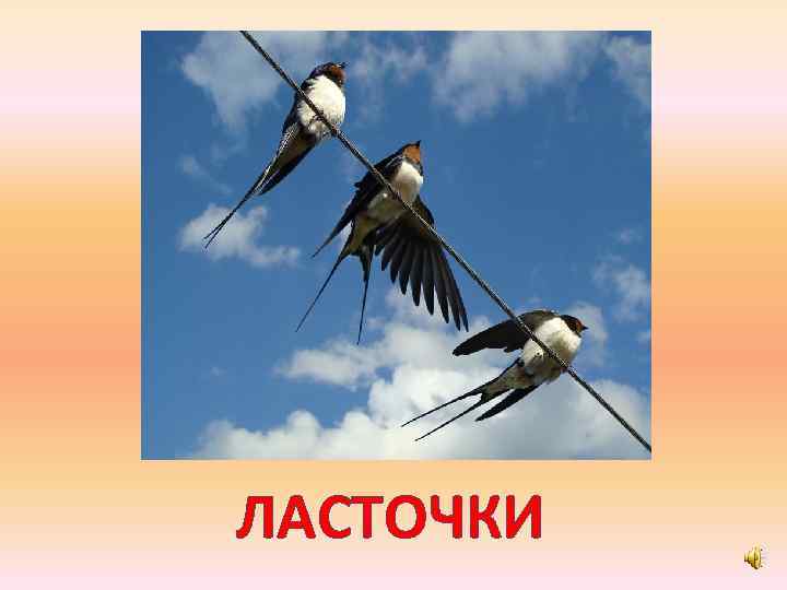 ЛАСТОЧКИ 