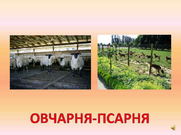 ОВЧАРНЯ-ПСАРНЯ 