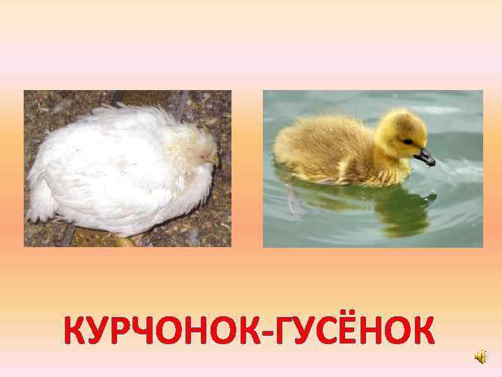 КУРЧОНОК-ГУСЁНОК 
