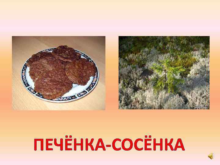ПЕЧЁНКА-СОСЁНКА 