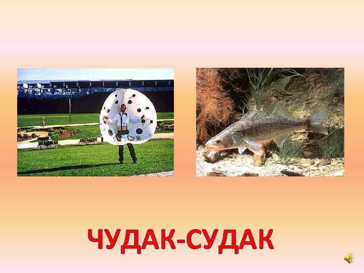 ЧУДАК-СУДАК 