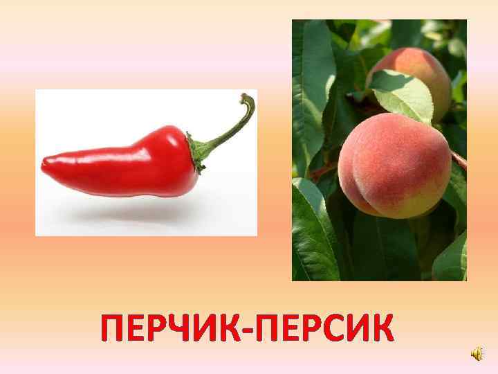 ПЕРЧИК-ПЕРСИК 