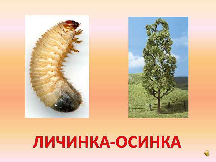 ЛИЧИНКА-ОСИНКА 