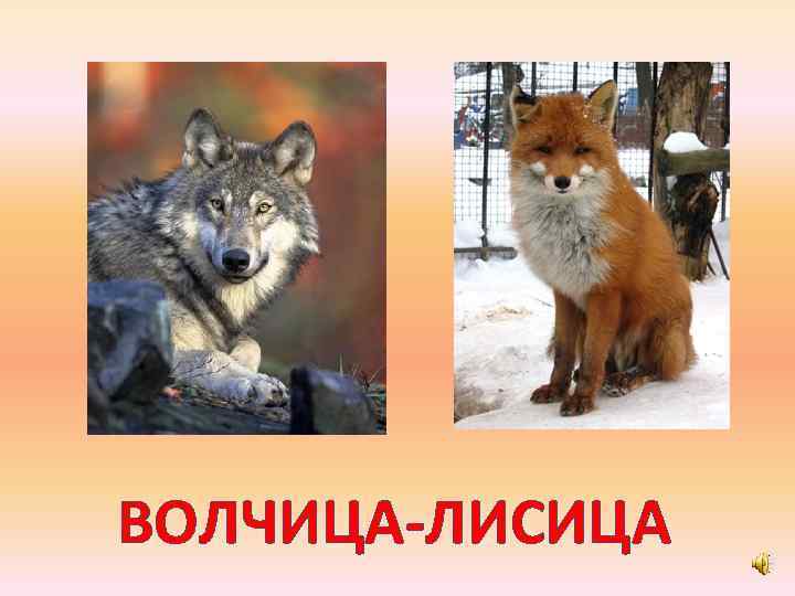ВОЛЧИЦА-ЛИСИЦА 