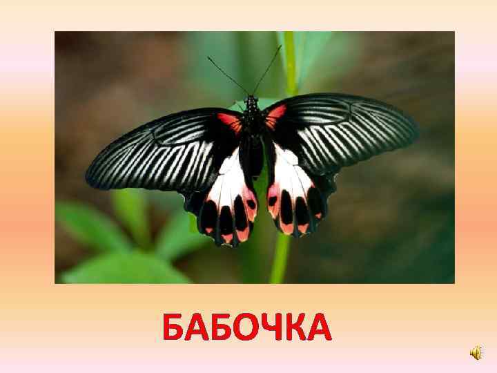 БАБОЧКА 
