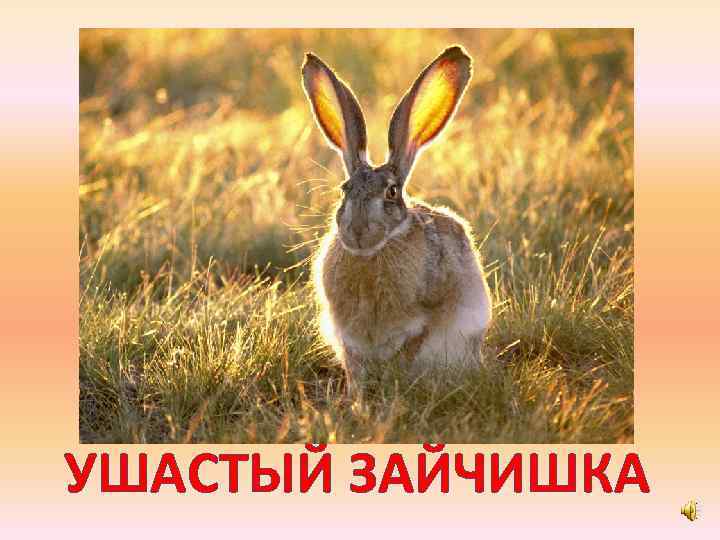 УШАСТЫЙ ЗАЙЧИШКА 