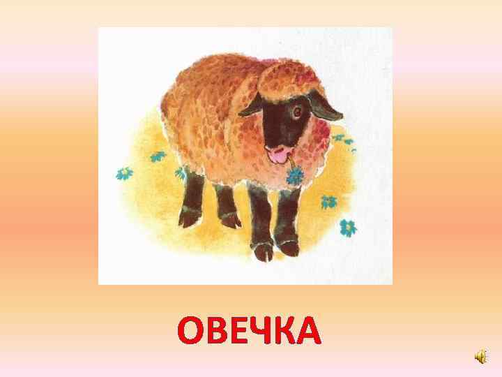 ОВЕЧКА 