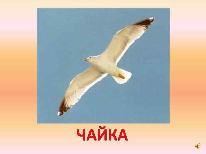 ЧАЙКА 