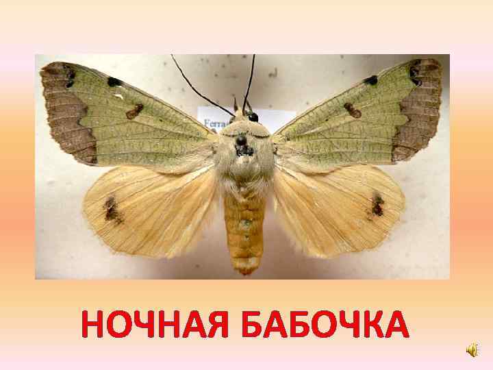 НОЧНАЯ БАБОЧКА 