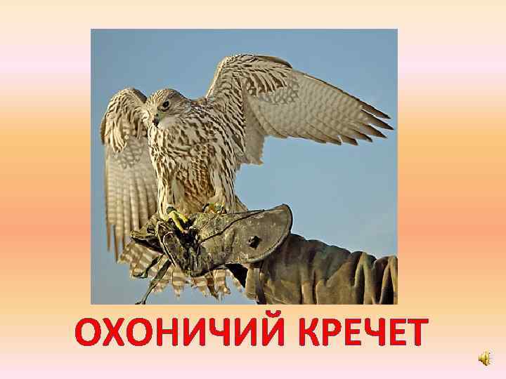 ОХОНИЧИЙ КРЕЧЕТ 