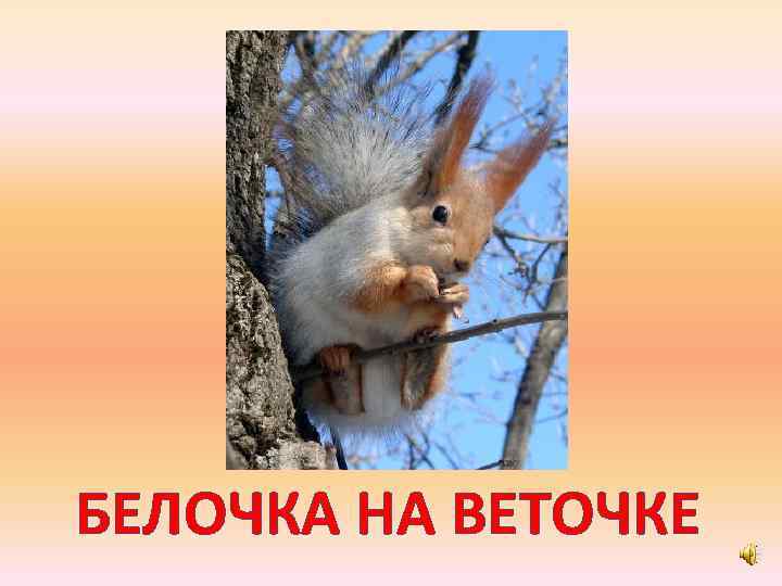 БЕЛОЧКА НА ВЕТОЧКЕ 