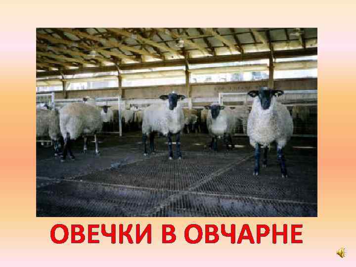 ОВЕЧКИ В ОВЧАРНЕ 