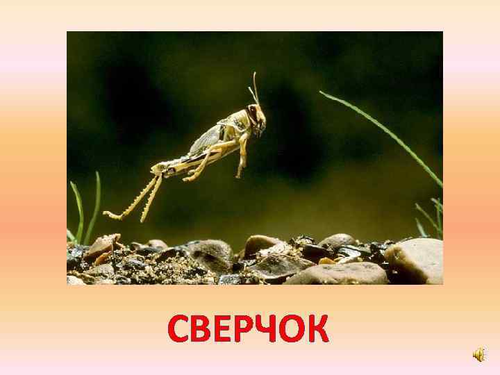 СВЕРЧОК 