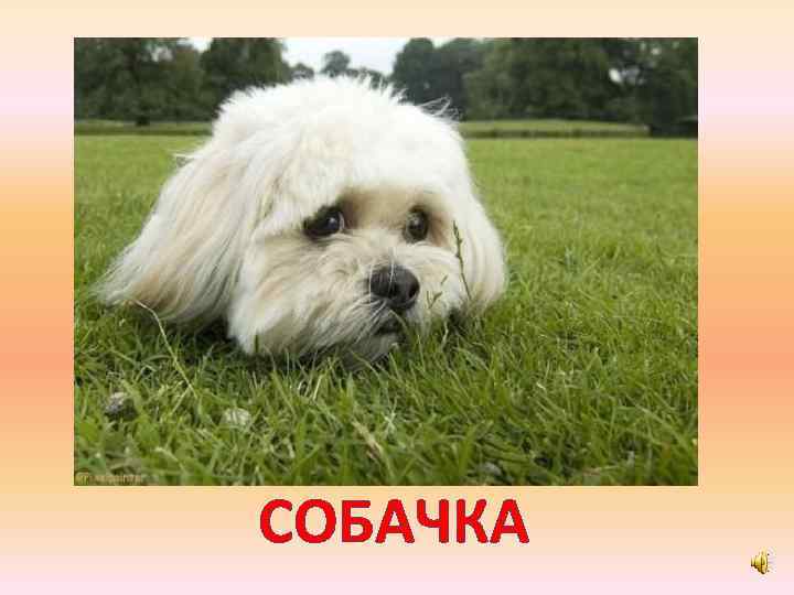 СОБАЧКА 