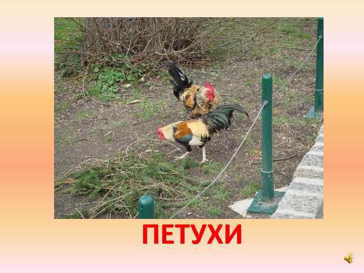 ПЕТУХИ 