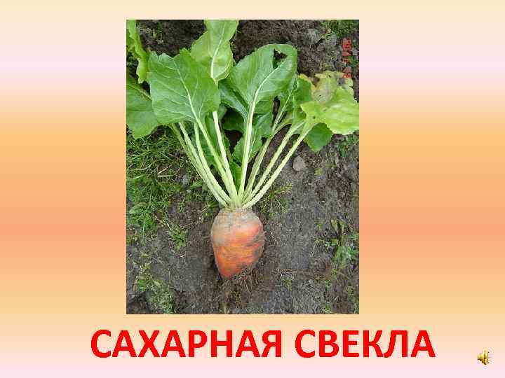 САХАРНАЯ СВЕКЛА 