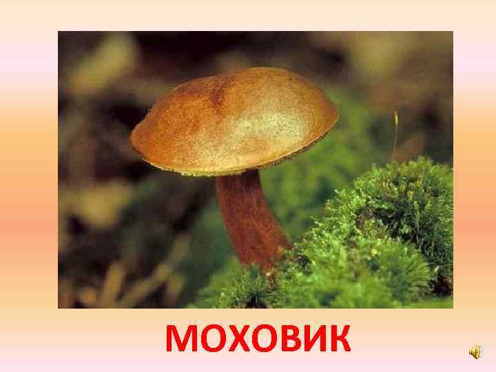 МОХОВИК 