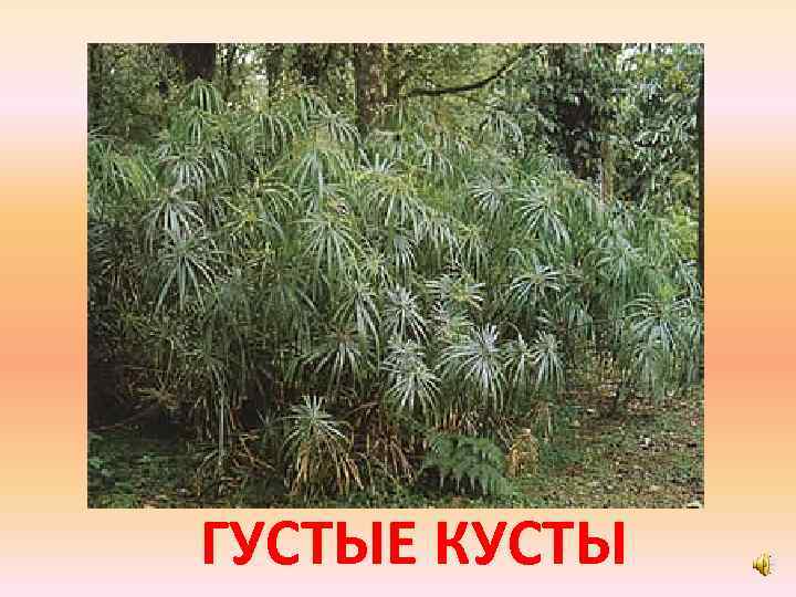 ГУСТЫЕ КУСТЫ 