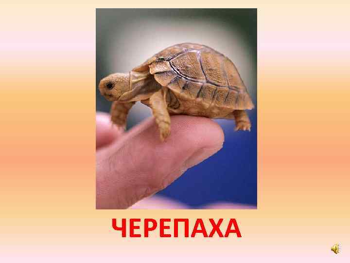 ЧЕРЕПАХА 