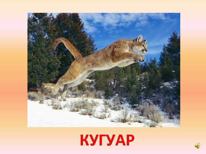 КУГУАР 