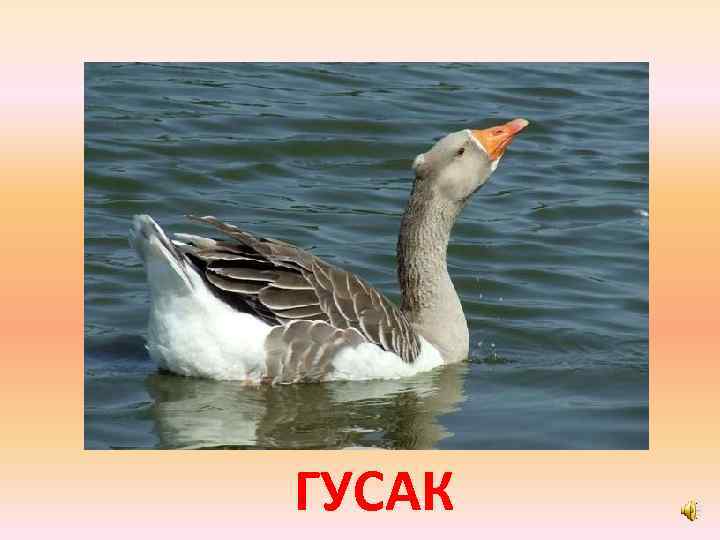 ГУСАК 