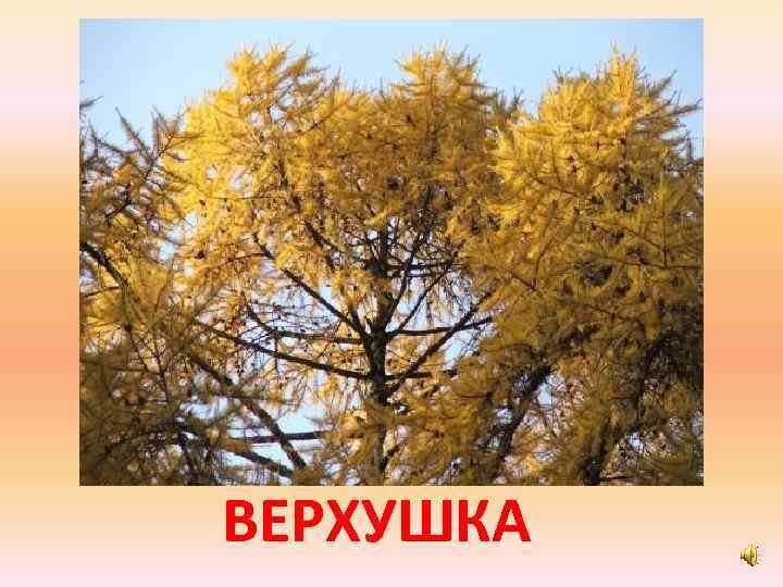 ВЕРХУШКА 