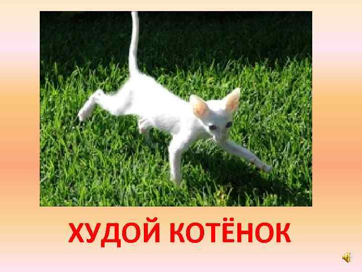 ХУДОЙ КОТЁНОК 