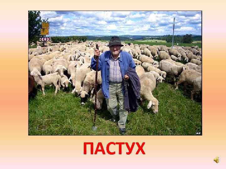 ПАСТУХ 