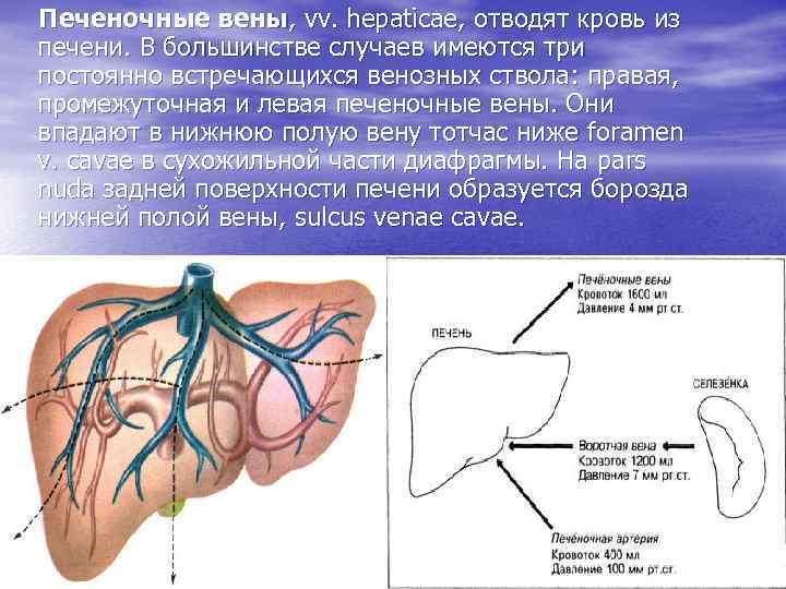 Кровь через печень