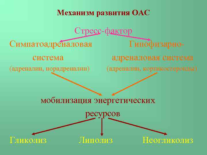 Механизмы эволюции презентация