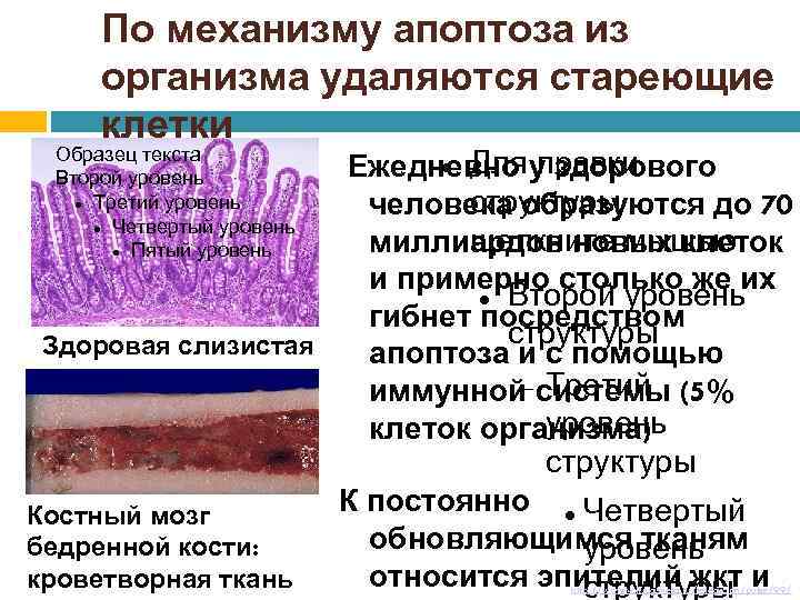 По механизму апоптоза из организма удаляются стареющие клетки Образец текста Второй уровень Третий уровень