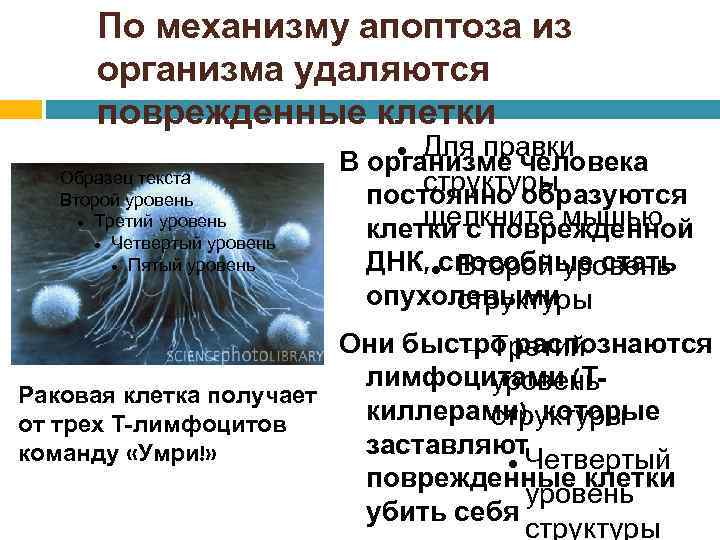 По механизму апоптоза из организма удаляются поврежденные клетки Образец текста Второй уровень Третий уровень