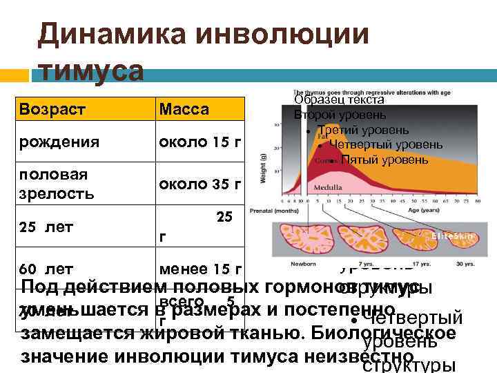 Динамика инволюции тимуса Возраст рождения половая зрелость 25 лет Масса около 15 г Образец