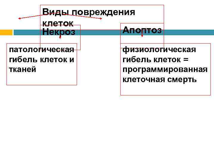 Виды повреждения клеток Апоптоз Некроз патологическая гибель клеток и тканей физиологическая гибель клеток =