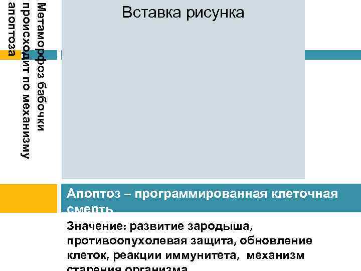 Метаморфоз бабочки происходит по механизму апоптоза Вставка рисунка Апоптоз – программированная клеточная смерть Значение: