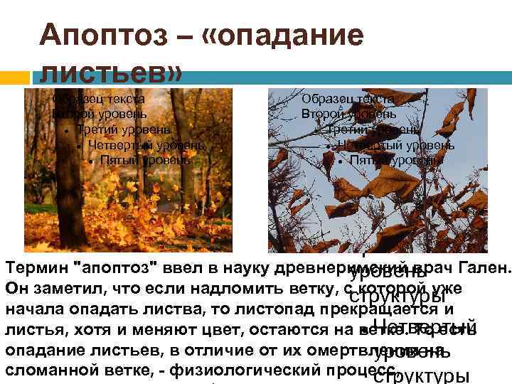 Апоптоз – «опадание листьев» Образец текста Второй уровень Третий уровень Четвертый уровень Пятый уровень