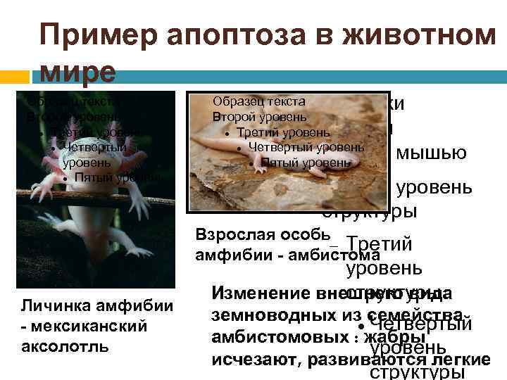 Пример апоптоза в животном мире Образец текста Второй уровень Третий уровень Четвертый уровень Пятый