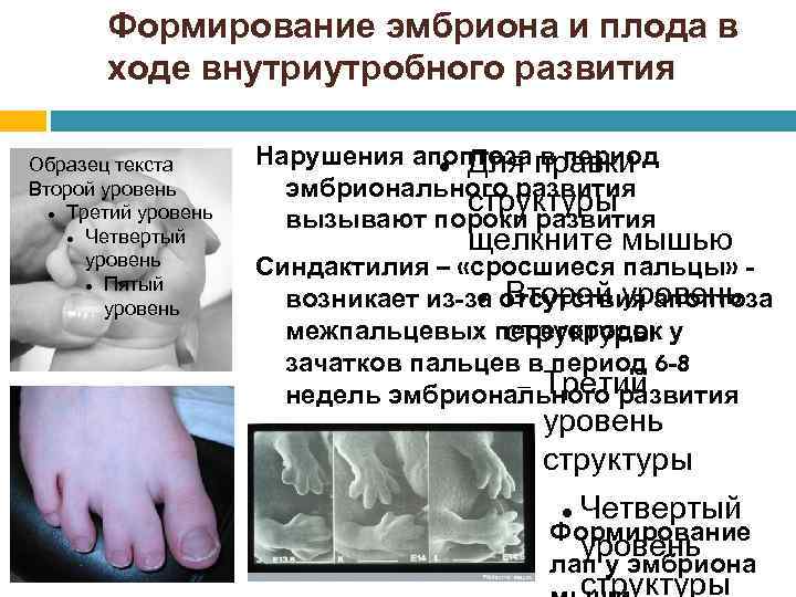 Формирование эмбриона и плода в ходе внутриутробного развития Образец текста Второй уровень Третий уровень