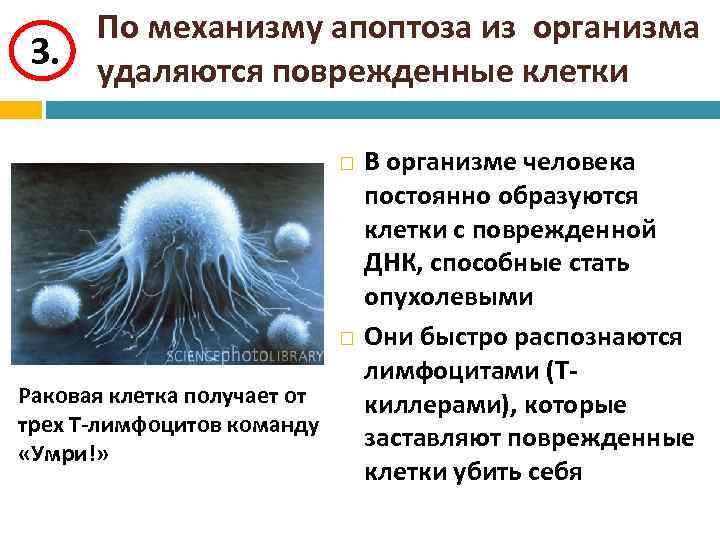 3. По механизму апоптоза из организма удаляются поврежденные клетки Раковая клетка получает от трех