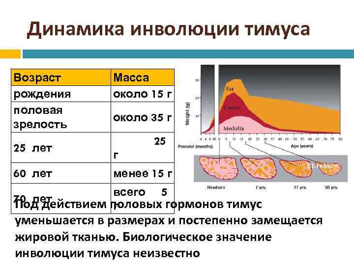 Возраст железа. Инволюция тимуса. Инволюция вилочковой железы. Возрастная инволюция тимуса. Возрастная Эволюция тимуса.